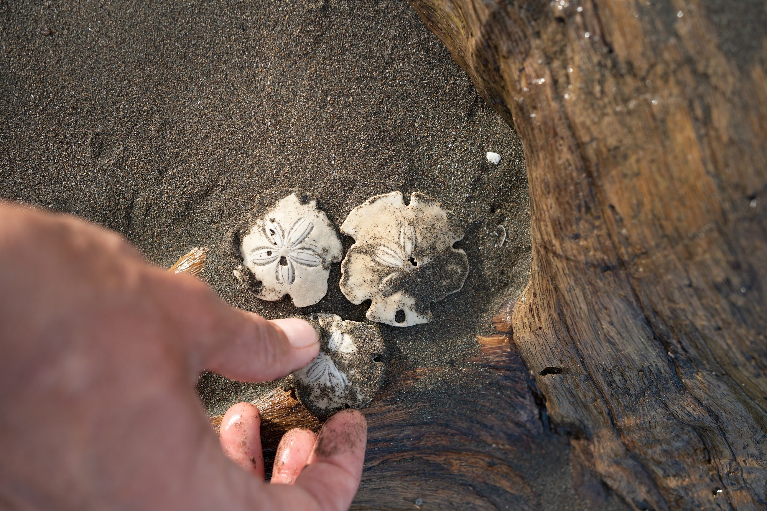 Ken je de Sand Dollars al?